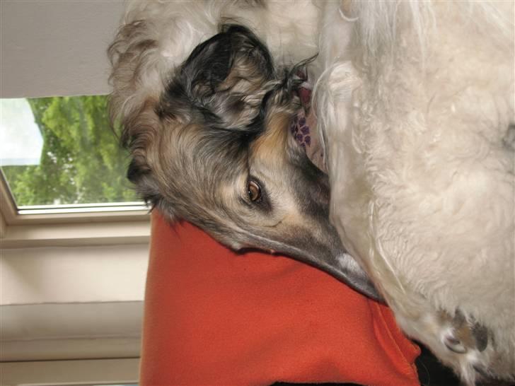 Borzoi Darwin billede 6
