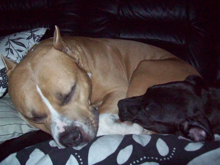 Amerikansk staffordshire terrier maximus billede 15