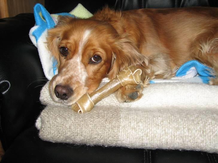 Blanding af racer Honey billede 12