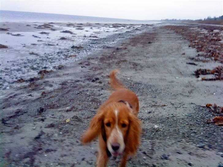 Blanding af racer Honey - Ved stranden en regnfuld novemberdag - en svir at løbe efter havmåger billede 13