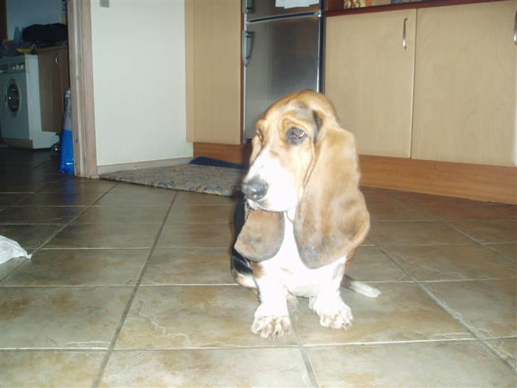Basset hound Berthaxxx - så søøøød billede 2