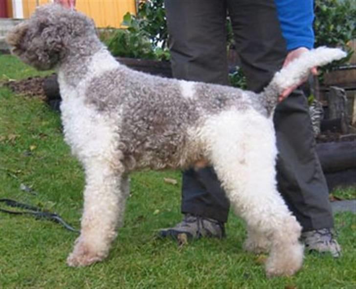 Lagotto romagnolo Tango billede 1