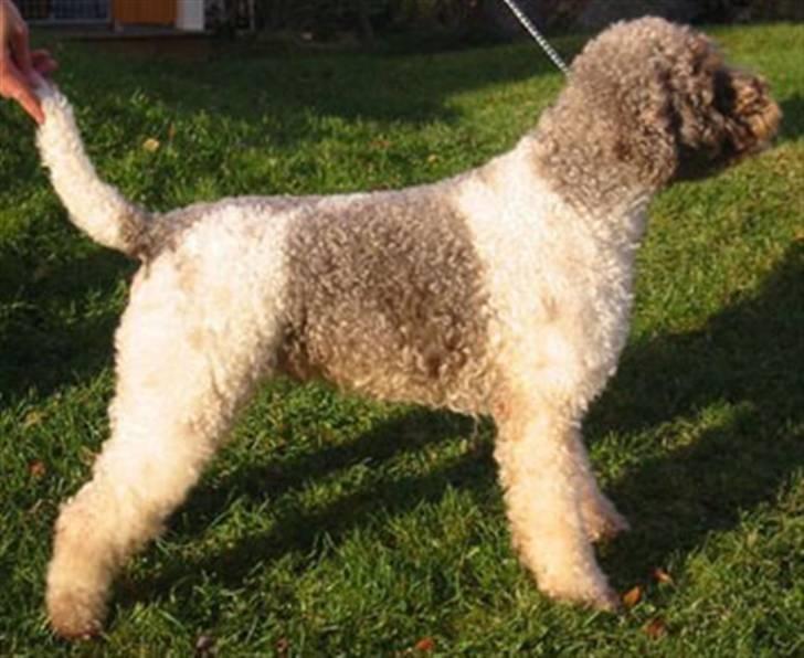 Lagotto romagnolo Tango billede 2