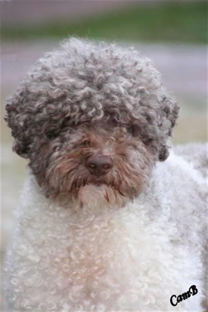 Lagotto romagnolo Tango billede 3
