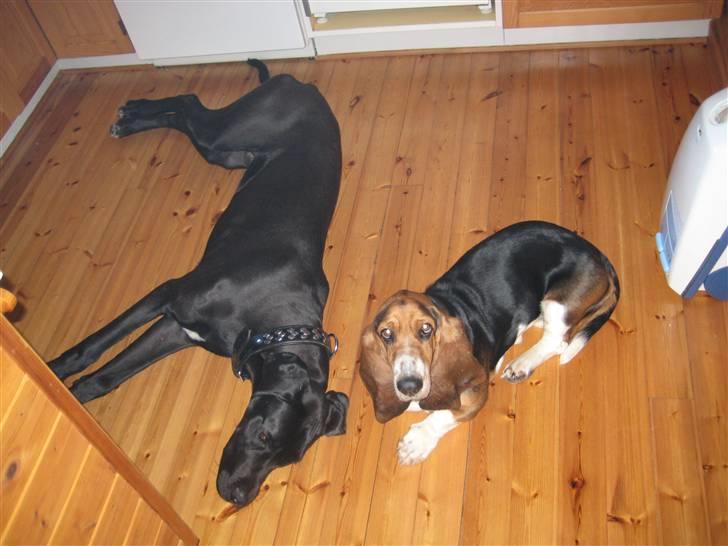 Basset hound Berthaxxx - I sommerhus med familien billede 3