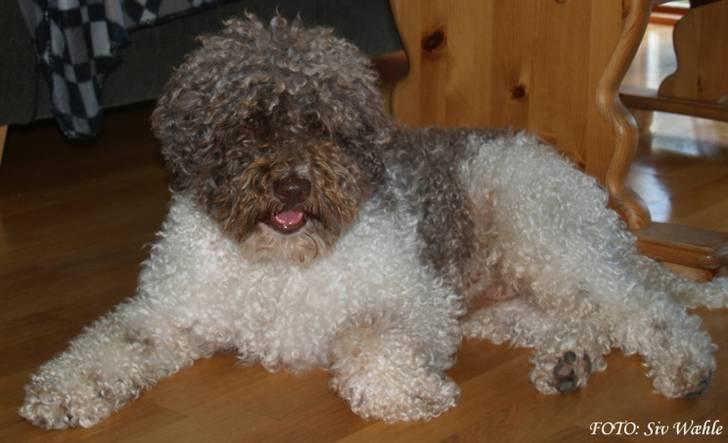 Lagotto romagnolo Tango billede 4