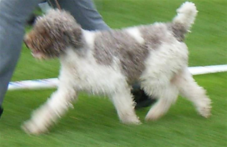 Lagotto romagnolo Tango billede 5