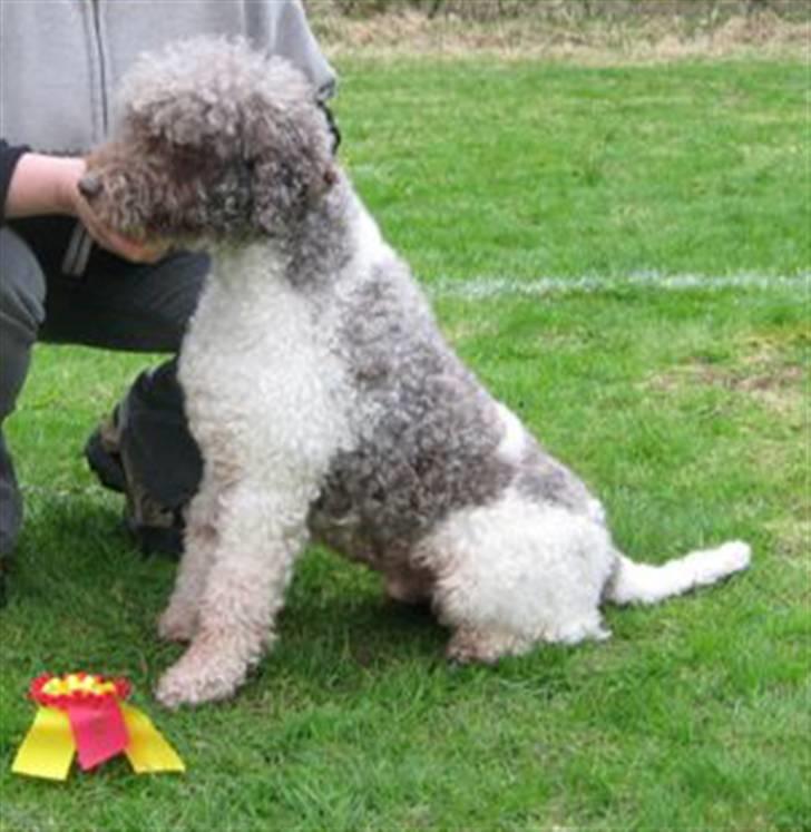 Lagotto romagnolo Tango billede 6