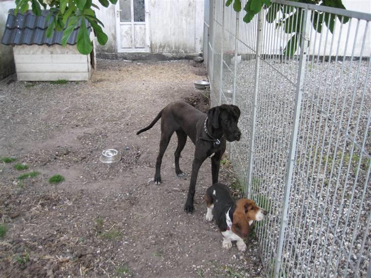 Basset hound Berthaxxx - Balder og Bertha i hundegården billede 4