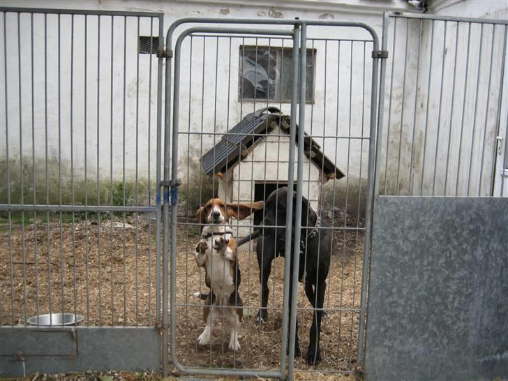 Basset hound Berthaxxx - Vi vil IIIIIInd billede 5