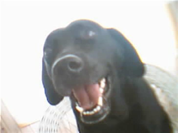 Labrador retriever lady - når hun smiler:P billede 3