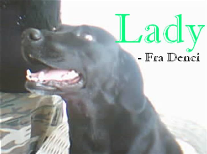 Labrador retriever lady - flere billeder kommer heh:P billede 5