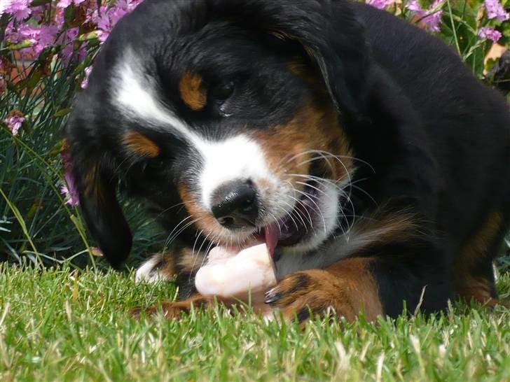 Berner sennenhund Titus - Mmm, kødben! billede 1