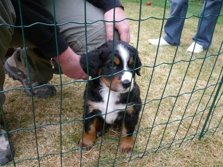 Berner sennenhund Titus billede 2