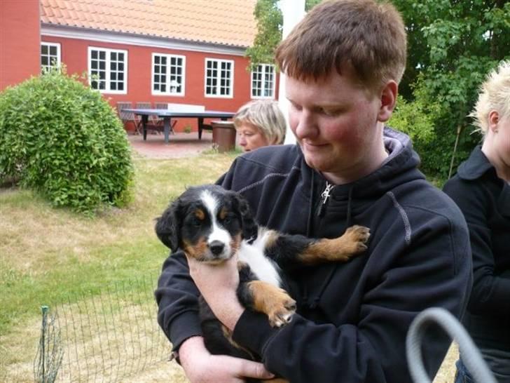 Berner sennenhund Titus - Min bror og Titus (: billede 3
