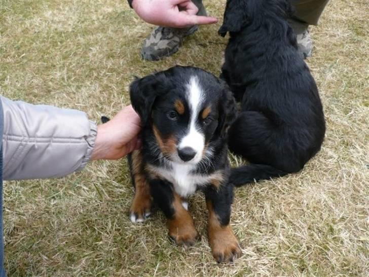 Berner sennenhund Titus - Sød , ikk ? billede 4