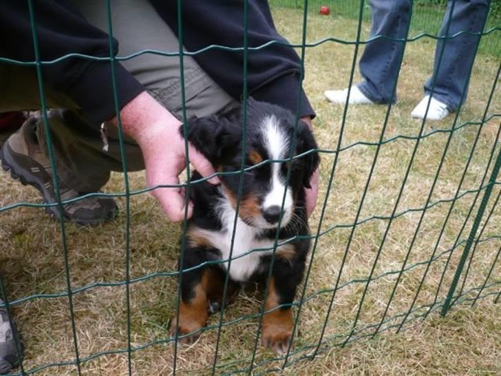 Berner sennenhund Titus billede 5