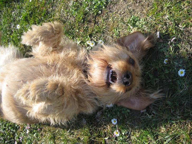 Basset fauve de bretagne Liva billede 14