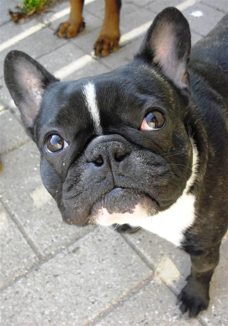 Fransk bulldog Cæsar - Det er mig de kalder hamsteren....... billede 2
