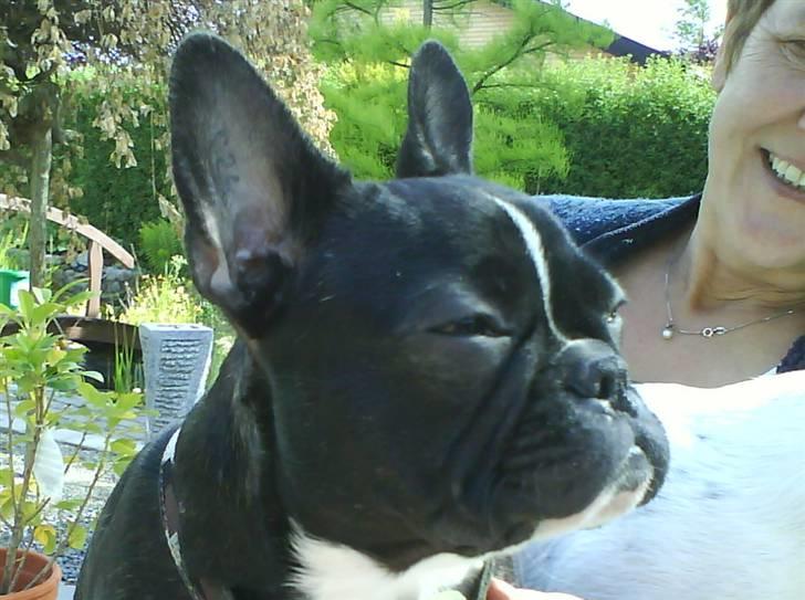 Fransk bulldog Cæsar - Sidder lige og nyder livet her på skødet af mormor..... billede 3