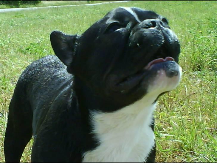 Fransk bulldog Cæsar - Snuse snuse snuse..... billede 4