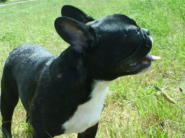 Fransk bulldog Cæsar - Puha, det er hårdt at være model, når det er varmt..... billede 5