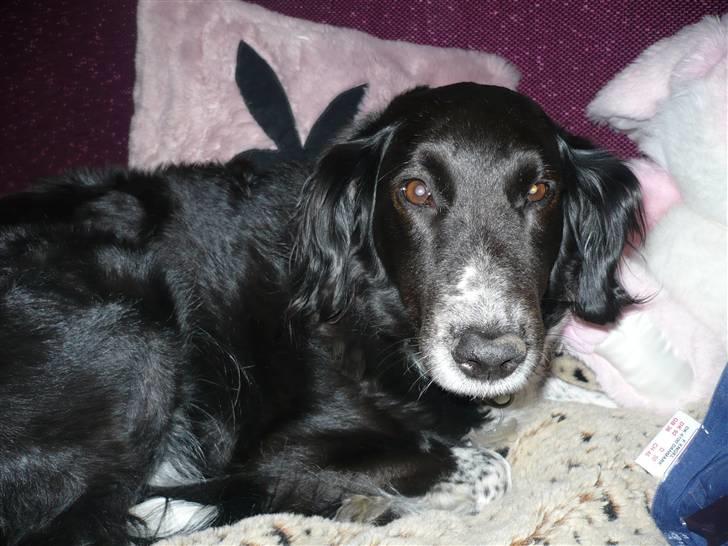 Blanding af racer Tasha billede 1