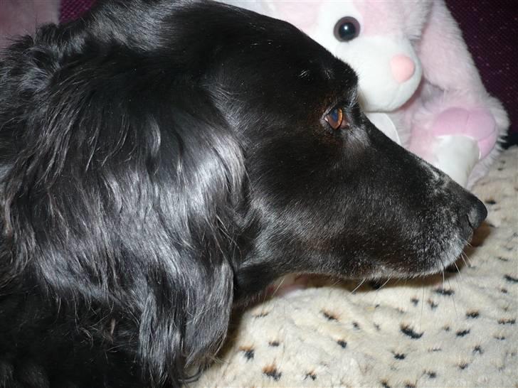 Blanding af racer Tasha billede 2