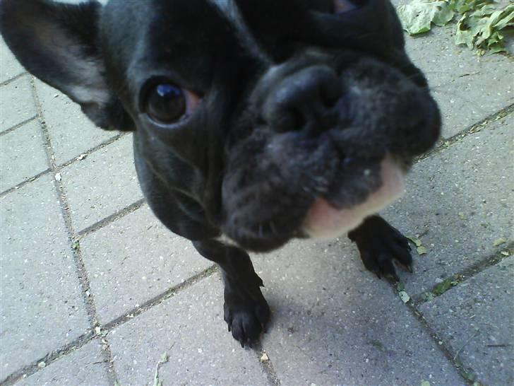 Fransk bulldog Cæsar - Kan du se mig nuuu...... billede 6