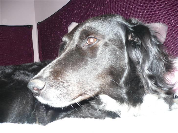 Blanding af racer Tasha billede 3