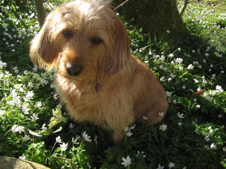 Basset fauve de bretagne Liva - okay mor, ikke blive sur - men jeg har lige kabret et blomsterbed.... billede 15