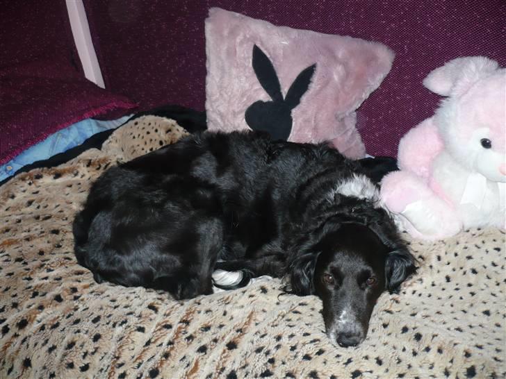 Blanding af racer Tasha billede 4