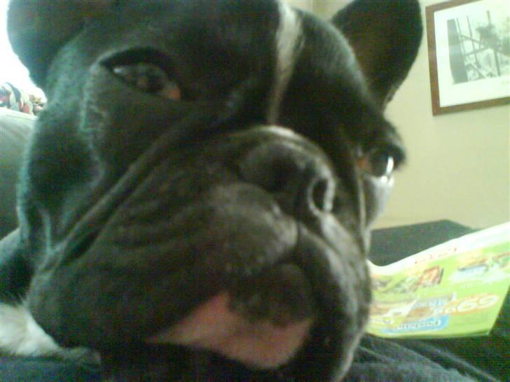 Fransk bulldog Cæsar - Jeg er ikk sur moar, sådan ser jeg bare ud..... billede 7