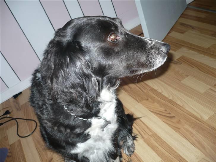 Blanding af racer Tasha billede 5