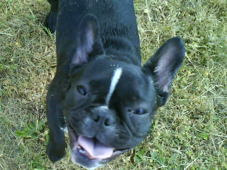 Fransk bulldog Cæsar - Moar vi skal lege...... billede 8