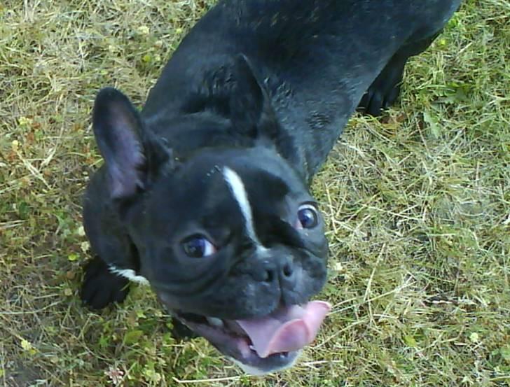Fransk bulldog Cæsar - Koooom nu moar..... billede 9