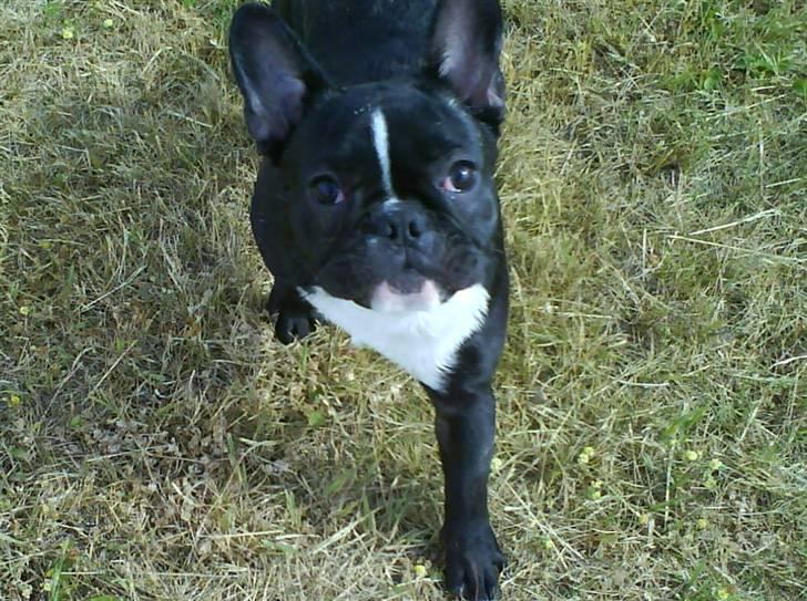 Fransk bulldog Cæsar - Weeee jeg løber SÅ stærkt...... billede 10
