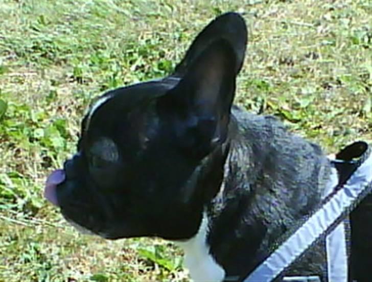 Fransk bulldog Cæsar - Slurb....det ville være rart med lidt vand her i varmen.... billede 11