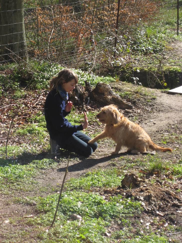 Basset fauve de bretagne Liva - vi havde lige klaret en meget farlig lille bro sammen - over en meget farligt lille å ... HIGH FIVE ! xD billede 16