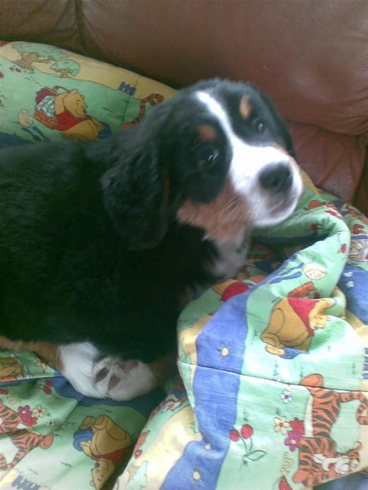 Berner sennenhund balou - lille balou 8 uger gammel billede 12