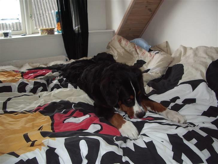 Berner sennenhund balou - godnat mor ...  billede 13