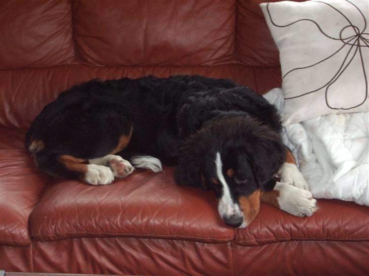 Berner sennenhund balou - det her må jeg godt nok ikk for min mor.... men hun får lige  hunde øjene :-) billede 14