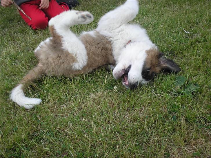 Sankt bernhardshund tulle billede 8