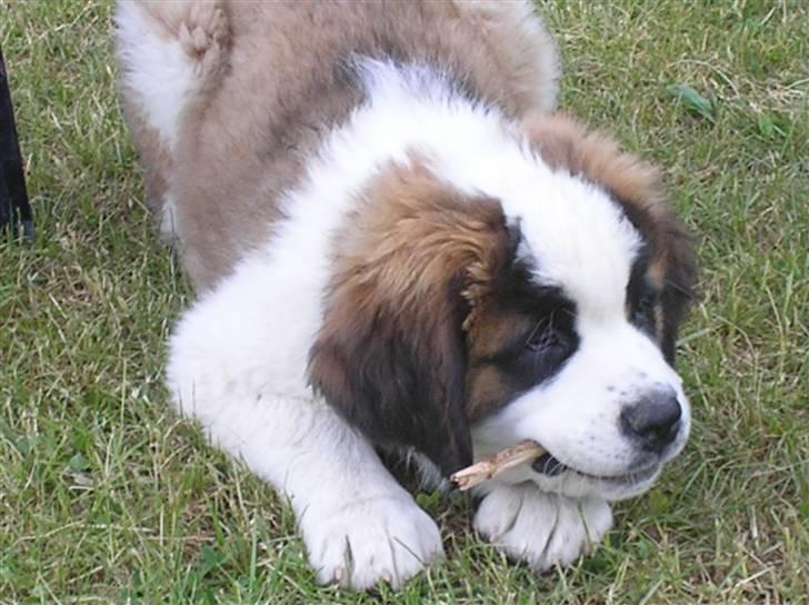 Sankt bernhardshund tulle billede 10