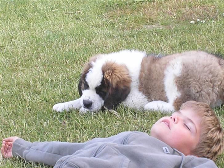 Sankt bernhardshund tulle billede 11