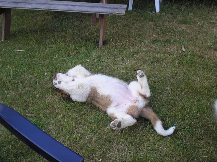 Sankt bernhardshund tulle billede 12