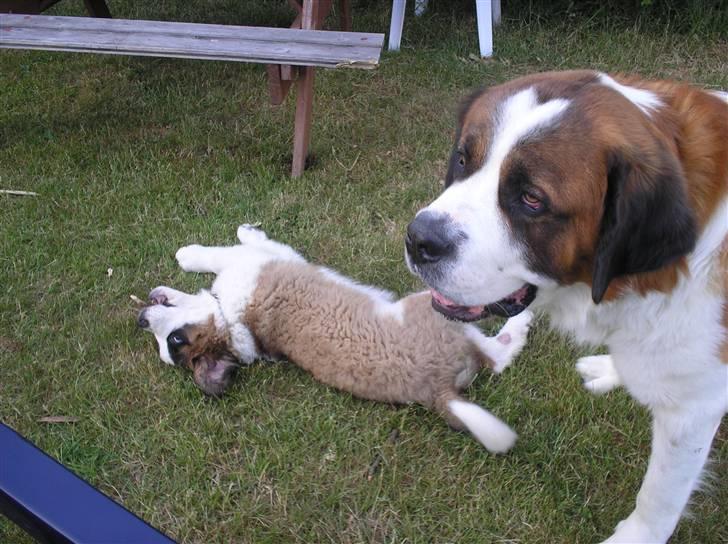 Sankt bernhardshund tulle billede 13