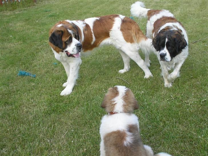 Sankt bernhardshund tulle billede 14