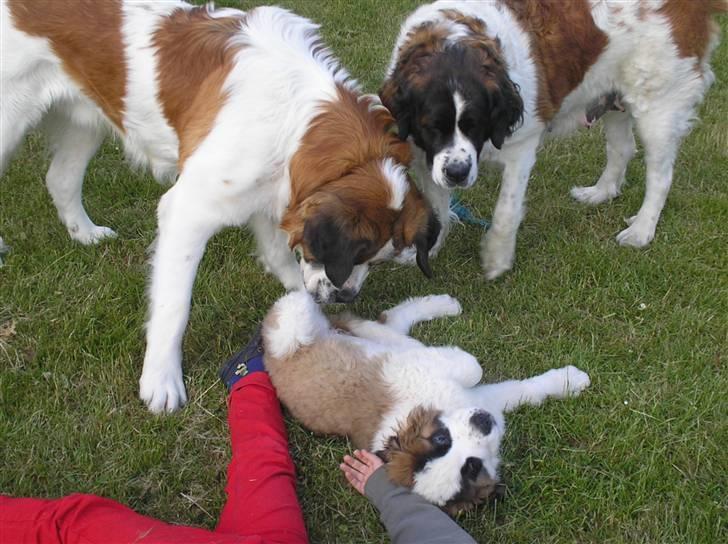 Sankt bernhardshund tulle billede 15