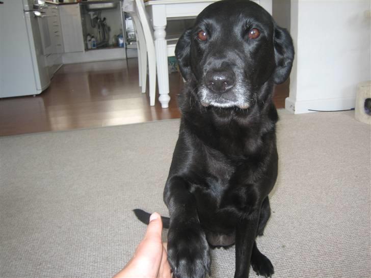 Labrador retriever Nellie - se mig jeg kan give pote:D billede 3